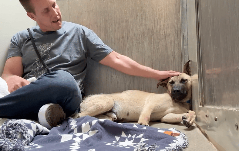 sitting-with-dogs-99-dylan